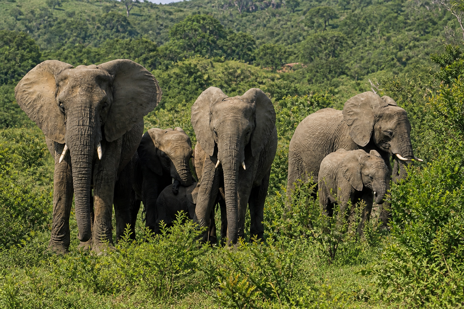 Elephants in the green thicket of Addo Elephant National Park