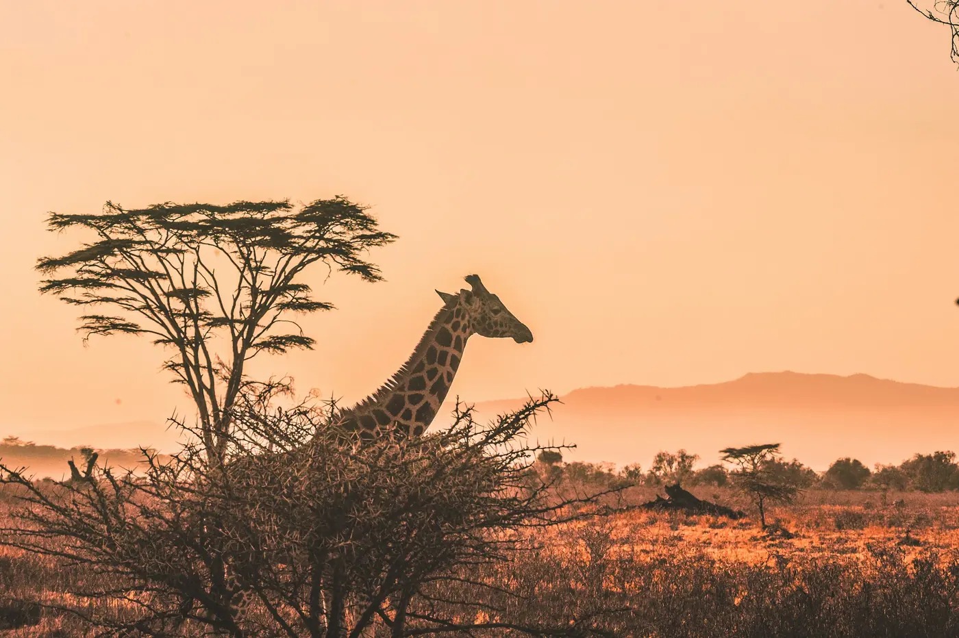 Golden Kruger savanna plains under a bright African sky